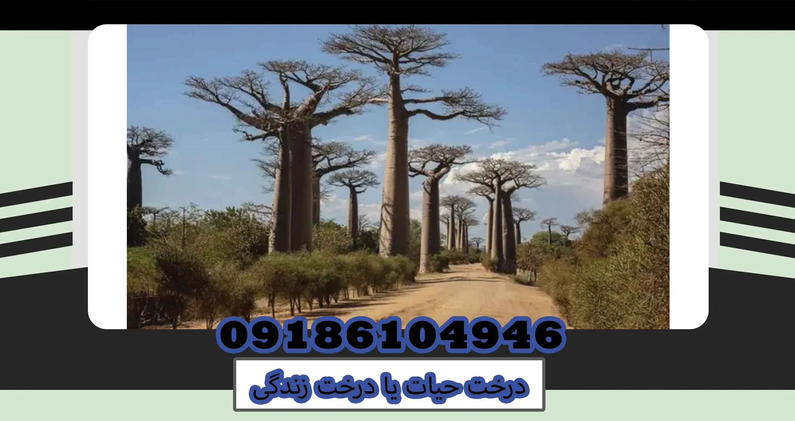 درخت حیات یا درخت زندگی