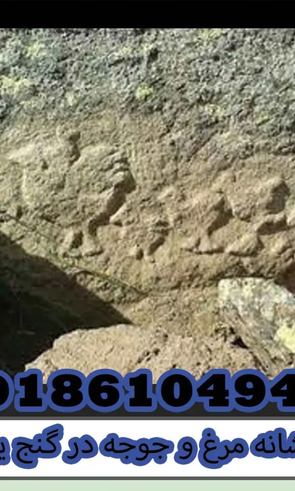 نشانه مرغ و جوجه در گنج یابی